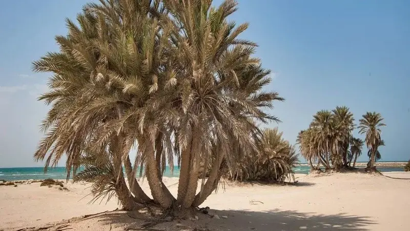 Umm Bab Beach, Qatar