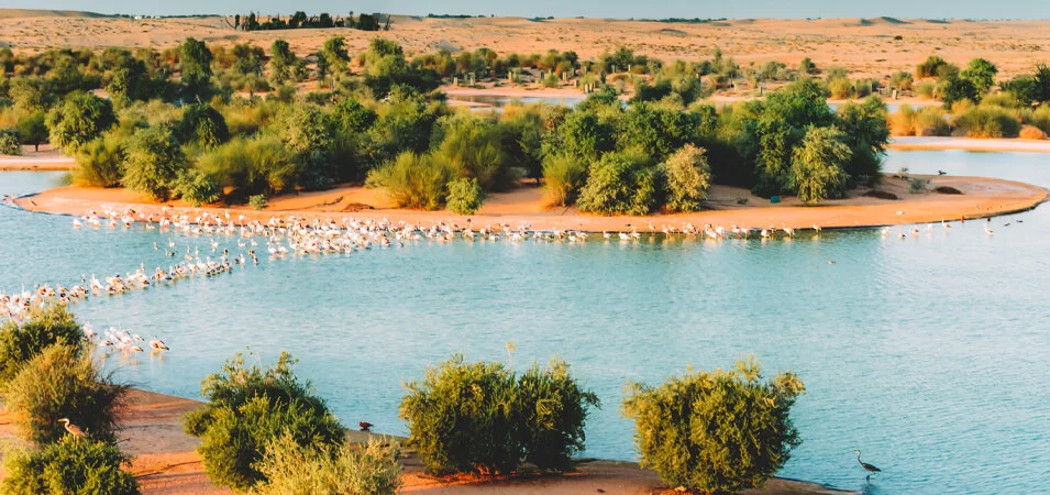 Al Qudra Lake in Dubai with desert dunes, wildlife, and clear water during sunset