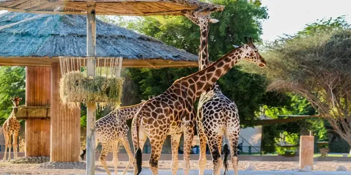 Visitors feeding giraffes at The Zoo Wild Life Park Umm Al Quwain, family-friendly zoo in UAE